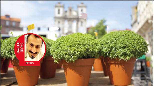 Fesleğen nasıl yetişir!