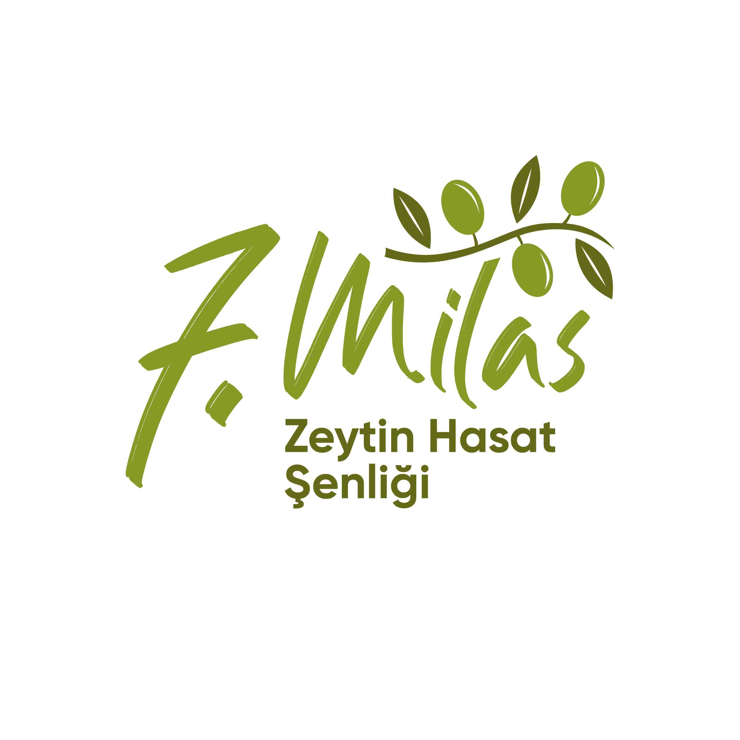 7.Milas Zeytin Hasat Şenliği’ne Sayılı Günler Kaldı