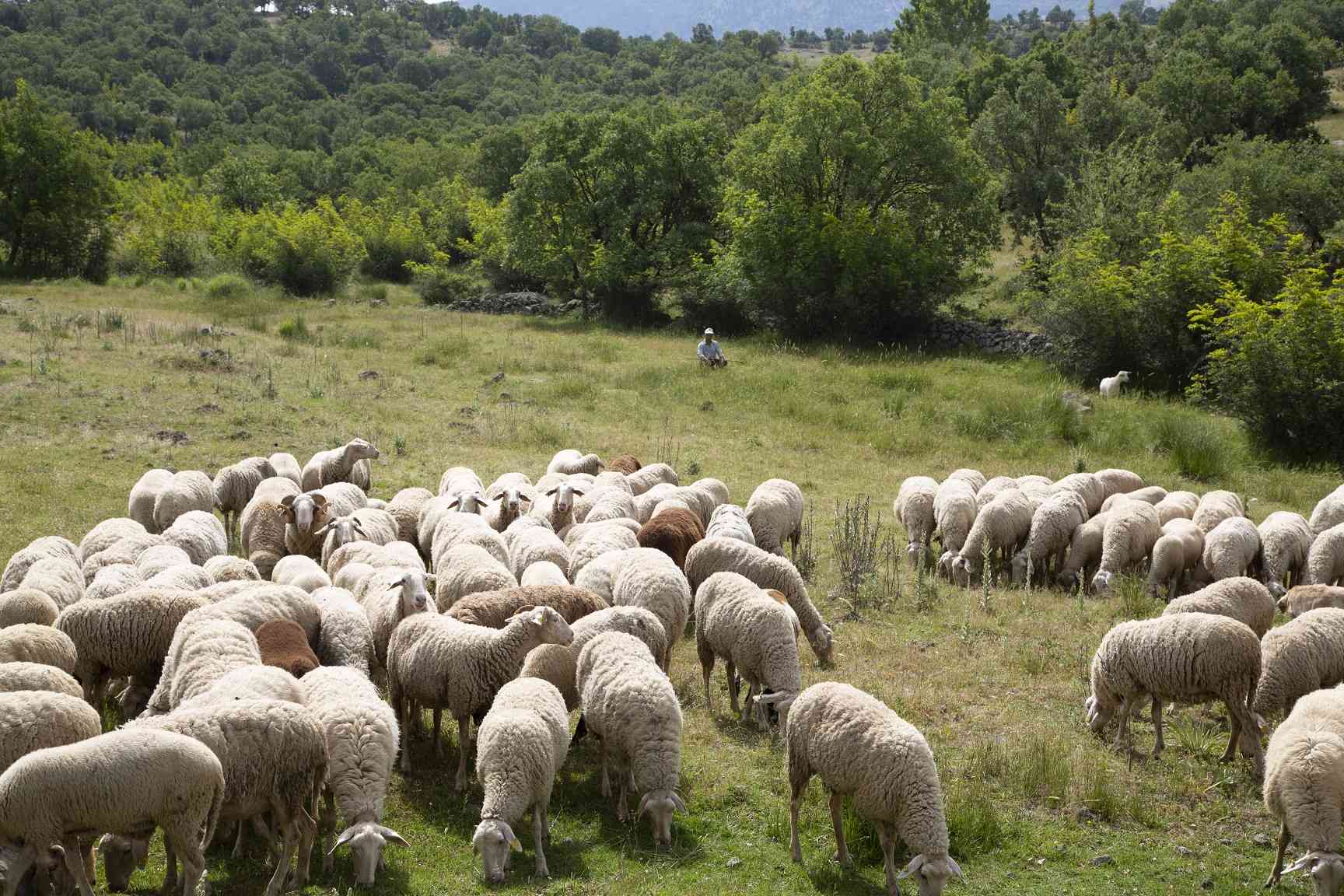 Balıkesir kuzusu tescillendi...